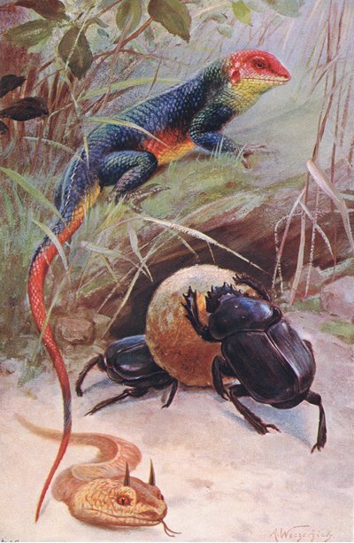 Agama, Gehoornde Adder en Heilige Kever, illustratie uit Wildlife of the World, ca. 1910 door Wilhelm Kuhnert