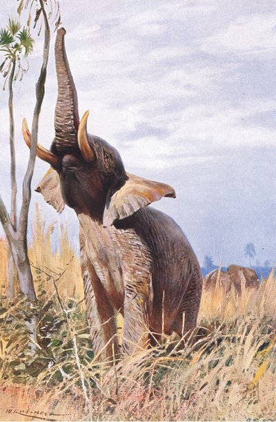 Afrikaanse Olifant, illustratie uit Wildlife of the World, ca. 1910 door Wilhelm Kuhnert