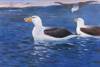 Albatros, illustratie uit Wildlife of the World, ca. 1910 door Wilhelm Kuhnert