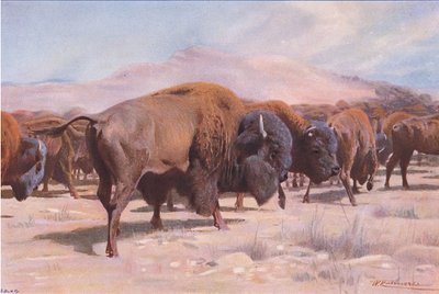 Amerikaanse bizon, uit Wildlife of the World gepubliceerd door Frederick Warne & Co, ca. 1900 door Wilhelm Kuhnert
