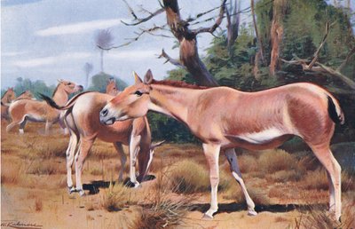 Aziatische wilde ezel, uit Wildlife of the World gepubliceerd door Frederick Warne & Co, ca. 1900 door Wilhelm Kuhnert