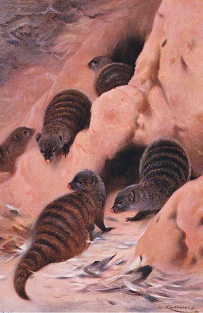 Gestreepte Mangoest, illustratie uit Wildlife of the World, ca. 1910 door Wilhelm Kuhnert
