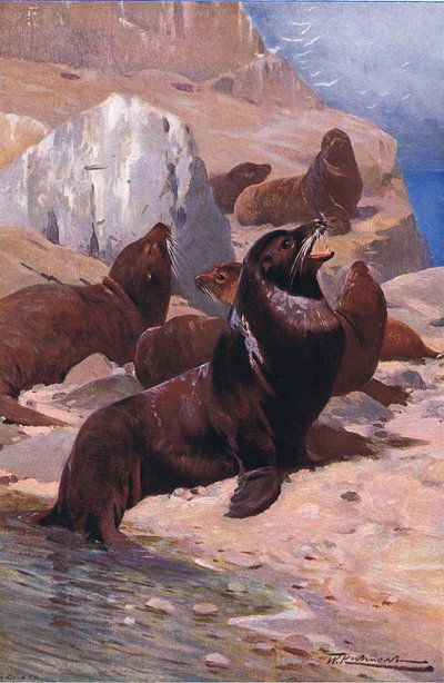 Californische zeeleeuw, uit Wildlife of the World gepubliceerd door Frederick Warne & Co, ca. 1900 door Wilhelm Kuhnert