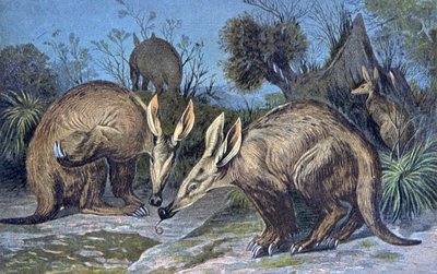 Kaapse aardvarken, aardvarken door Wilhelm Kuhnert