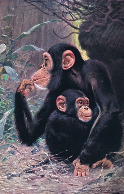 Chimpansee, illustratie uit Wildlife of the World, ca. 1910 door Wilhelm Kuhnert