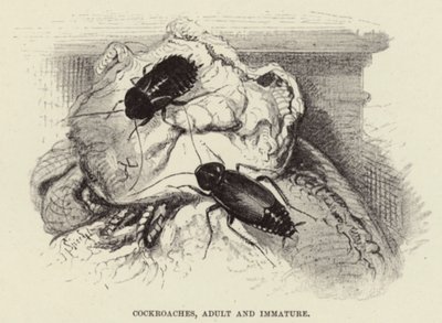 Kakkerlakken, volwassen en onvolwassen door Wilhelm Kuhnert
