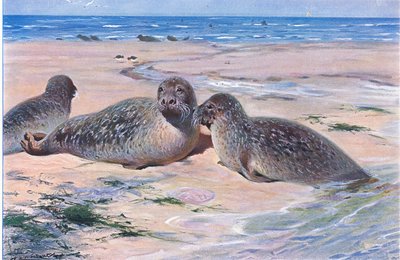 Gewone zeehond, uit Wildlife of the World gepubliceerd door Frederick Warne & Co, ca. 1900 door Wilhelm Kuhnert
