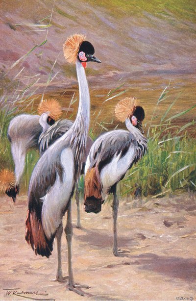Kroonkraanvogel, illustratie uit Wildlife of the World, ca. 1910 door Wilhelm Kuhnert