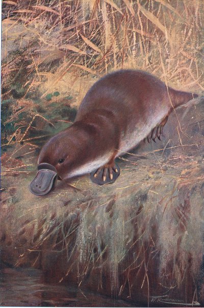 Snaveldier, illustratie uit Wildlife of the World, ca. 1910 door Wilhelm Kuhnert