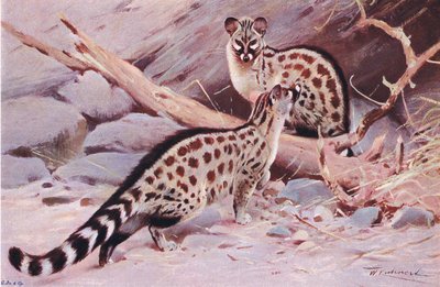 Dungola Genet, illustratie uit Wildlife of the World, ca. 1910 door Wilhelm Kuhnert