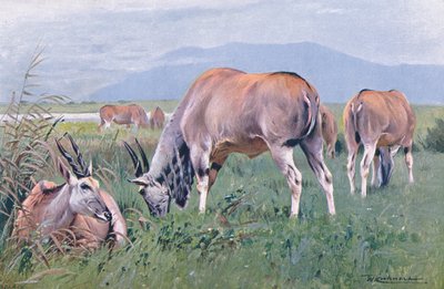 Eland, illustratie uit Wildlife of the World, ca. 1910 door Wilhelm Kuhnert