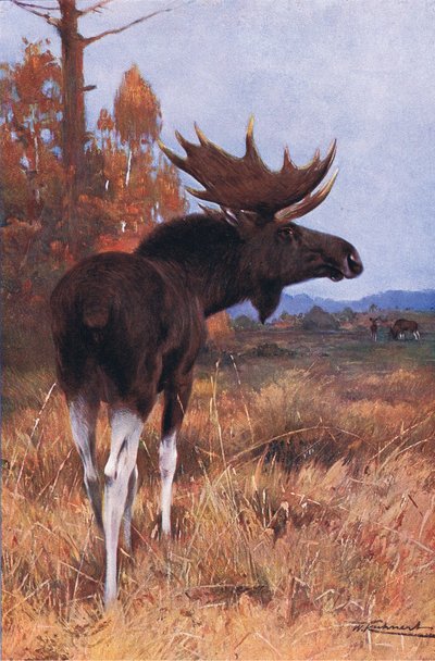 Eland of eland, uit Wildlife of the World gepubliceerd door Frederick Warne & Co, ca. 1900 door Wilhelm Kuhnert