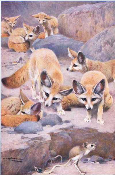 Fennek en Jerboa, illustratie uit Wildlife of the World, ca. 1910 door Wilhelm Kuhnert