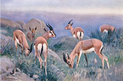 Gazelle, uit Wildlife of the World gepubliceerd door Frederick Warne & Co, ca. 1900 door Wilhelm Kuhnert