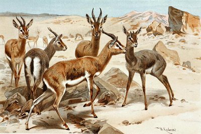 Gazellen, plaat uit "Brehms Tierleben: Allgemeine Kunde des Tierreichs", vol. 3, p. 9, uitgegeven door Bibliographisches Institut door Wilhelm Kuhnert
