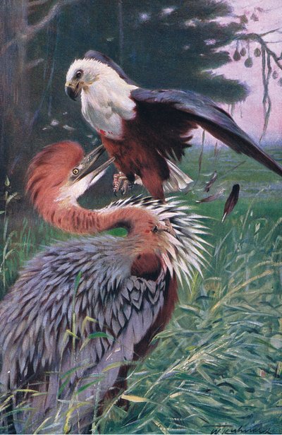 Reiger en Zeearend, illustratie uit Wildlife of the World, ca. 1910 door Wilhelm Kuhnert