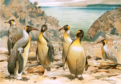 Reuzenpinguïns door Wilhelm Kuhnert