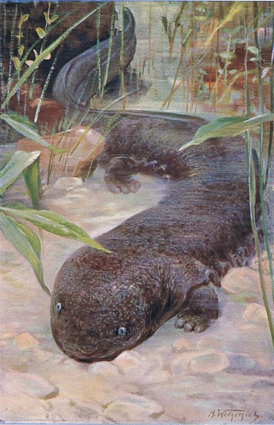 Reuzensalamander, uit Wildlife of the World gepubliceerd door Frederick Warne & Co, ca. 1900 door Wilhelm Kuhnert