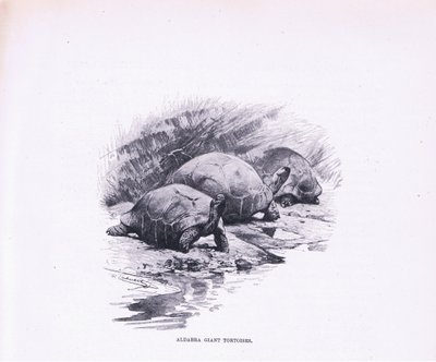 Reuzenschildpadden, illustratie uit Wildlife of the World, ca. 1910 door Wilhelm Kuhnert