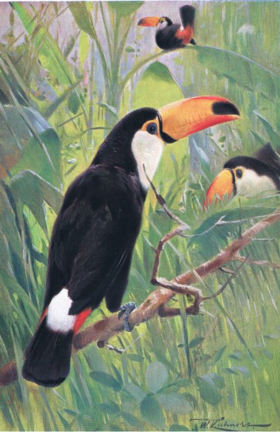 Reuzentoekan, uit Wildlife of the World uitgegeven door Frederick Warne & Co, ca.1900 door Wilhelm Kuhnert