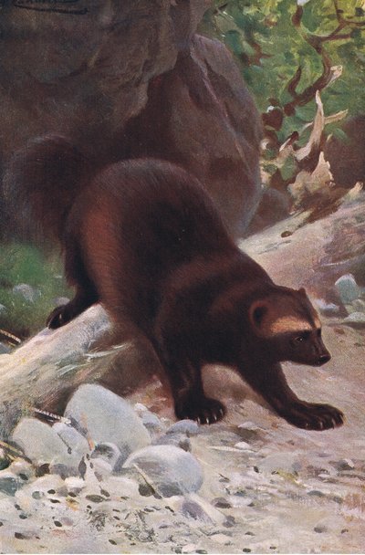 Veelvraat of wolverine, uit Wildlife of the World gepubliceerd door Frederick Warne & Co, ca. 1900 door Wilhelm Kuhnert