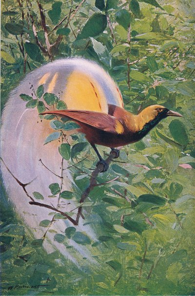 Grote Paradijsvogel, illustratie uit Wildlife of the World, ca. 1910 door Wilhelm Kuhnert