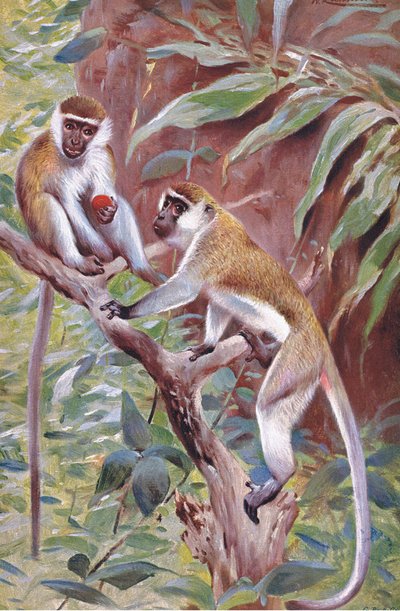 Groene Aap, illustratie uit Wildlife of the World, ca. 1910 door Wilhelm Kuhnert