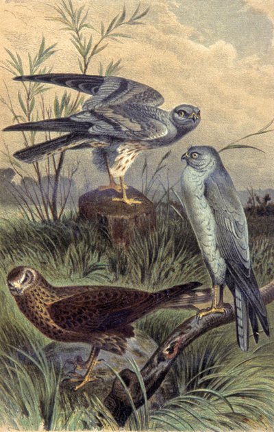 Kiekendieven, c.1910 (illustratie) door Wilhelm Kuhnert