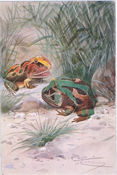 Hoornkikker, uit Wildlife of the World uitgegeven door Frederick Warne & Co, ca.1900 door Wilhelm Kuhnert