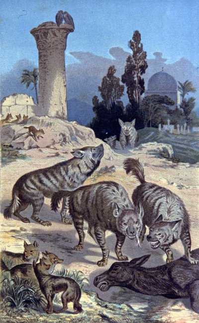 Hyena