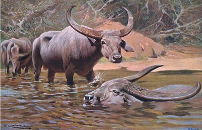 Indische buffel, uit Wildlife of the World gepubliceerd door Frederick Warne & Co, ca. 1900 door Wilhelm Kuhnert