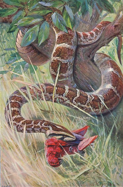 Indische python, uit Wildlife of the World gepubliceerd door Frederick Warne & Co, ca. 1900 door Wilhelm Kuhnert