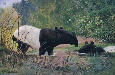 Indische tapir, uit Wildlife of the World gepubliceerd door Frederick Warne & Co, ca. 1900 door Wilhelm Kuhnert