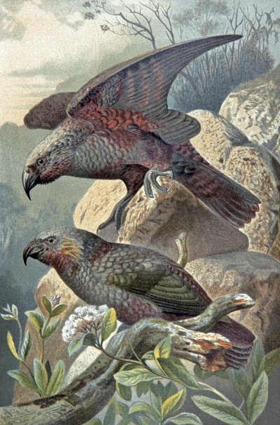 Kea, Nestor notabilis, ca. 1910 (illustratie) door Wilhelm Kuhnert