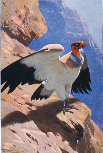 Koninggier, uit Wildlife of the World uitgegeven door Frederick Warne & Co, ca.1900 door Wilhelm Kuhnert