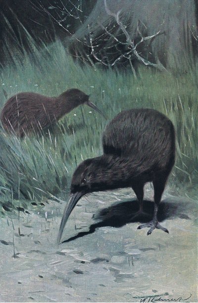 Kiwi, illustratie uit Wildlife of the World, ca. 1910 door Wilhelm Kuhnert