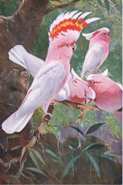 Leadbeaters Kaketoe, illustratie uit Wildlife of the World, ca. 1910 door Wilhelm Kuhnert