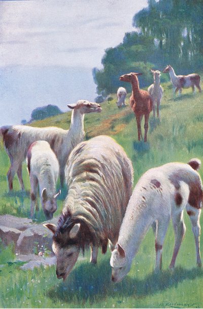 Lama, uit Wildlife of the World uitgegeven door Frederick Warne & Co, ca.1900 door Wilhelm Kuhnert