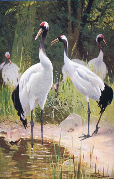 Mantsjoerijse kraanvogel, uit Wildlife of the World gepubliceerd door Frederick Warne & Co, ca. 1900 door Wilhelm Kuhnert