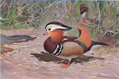 Mandarijneend, uit Wildlife of the World gepubliceerd door Frederick Warne & Co, ca. 1900 door Wilhelm Kuhnert
