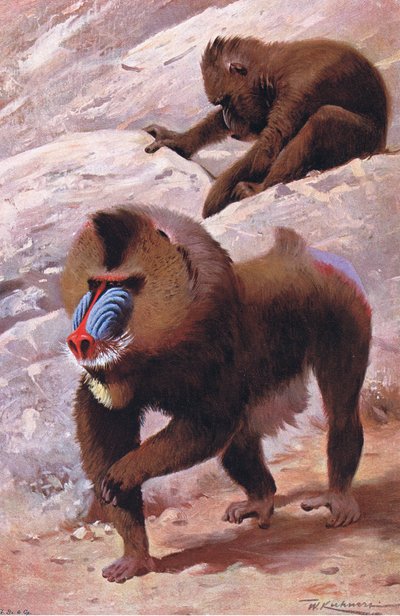 Mandril, illustratie uit Wildlife of the World, ca. 1910 door Wilhelm Kuhnert
