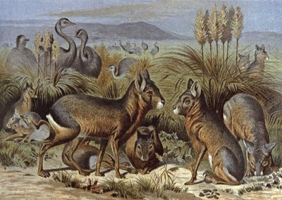 Mara of Patagonische haas door Wilhelm Kuhnert