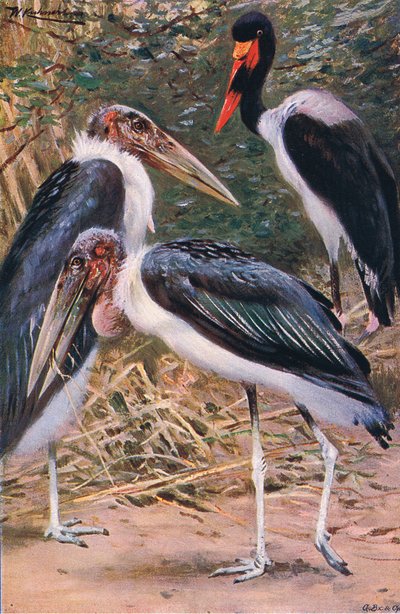 Maraboe en Jabiru, illustratie uit Wildlife of the World, ca. 1910 door Wilhelm Kuhnert