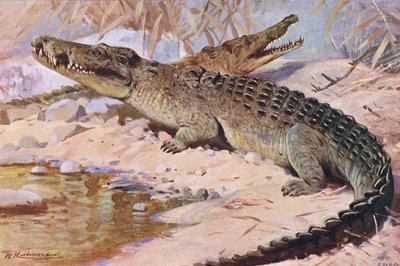 Nijl Krokodil, illustratie uit Wildlife of the World, ca. 1910 door Wilhelm Kuhnert