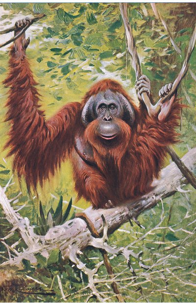 Orang-oetan, uit Wildlife of the World gepubliceerd door Frederick Warne & Co, ca. 1900 door Wilhelm Kuhnert