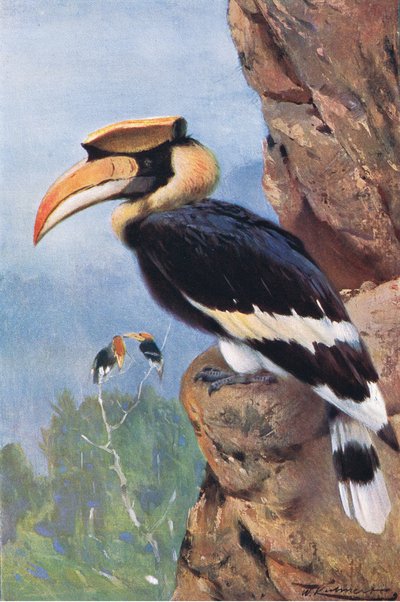 Bonte neushoornvogel, uit Wildlife of the World gepubliceerd door Frederick Warne & Co, ca. 1900 door Wilhelm Kuhnert