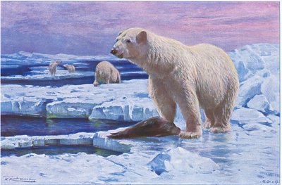 IJsbeer, uit Wildlife of the World gepubliceerd door Frederick Warne & Co, ca. 1900 door Wilhelm Kuhnert