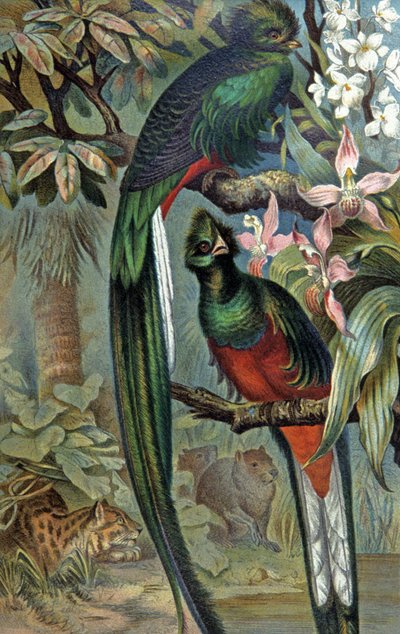 Quetzal schitterend door Wilhelm Kuhnert