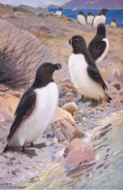 Alk, uit Wildlife of the World gepubliceerd door Frederick Warne & Co, ca. 1900 door Wilhelm Kuhnert