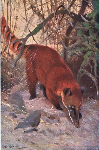 Rode coati, uit Wildlife of the World uitgegeven door Frederick Warne & Co, ca.1900 door Wilhelm Kuhnert